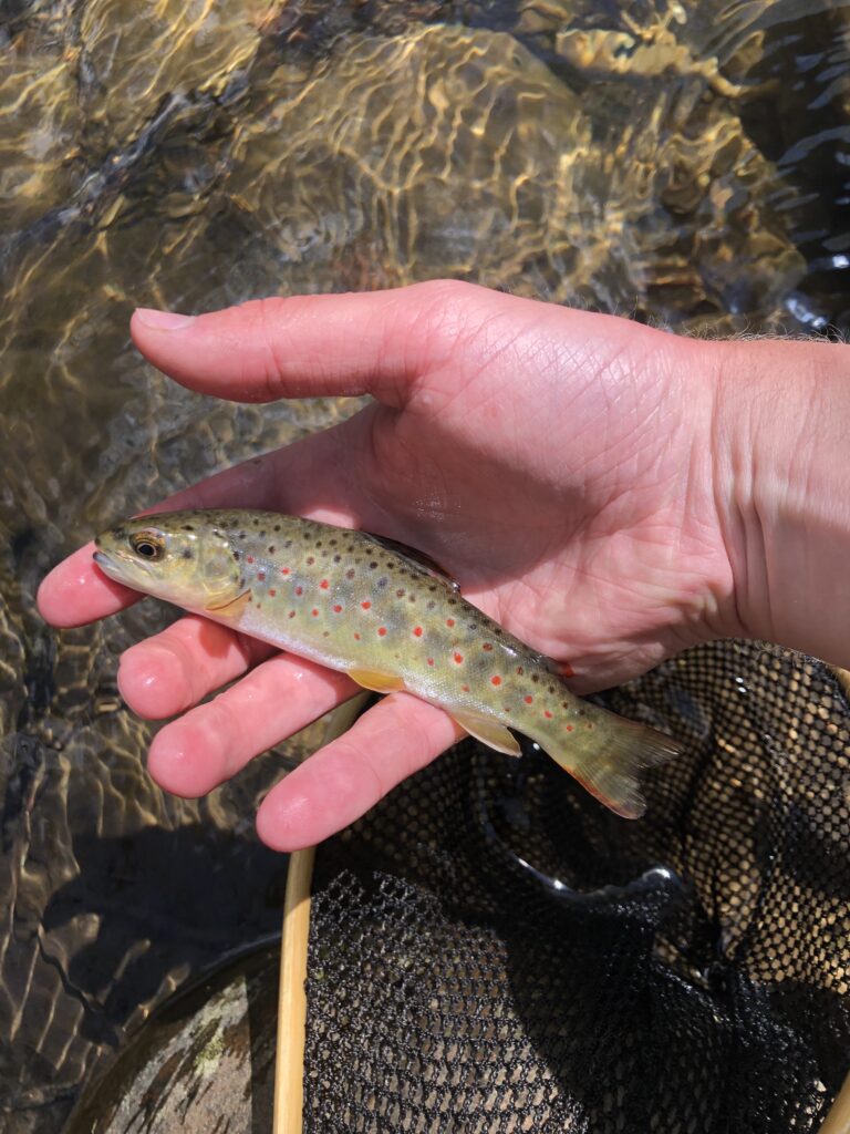 Small Brook Trout Landing Net: Cherry and Red Elm - Nets that Honor the Fish