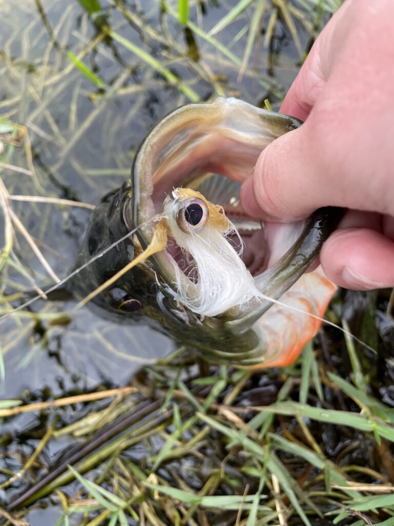 Targeting Florida's Peacock Bass In A Fishing Kayak - Old Town