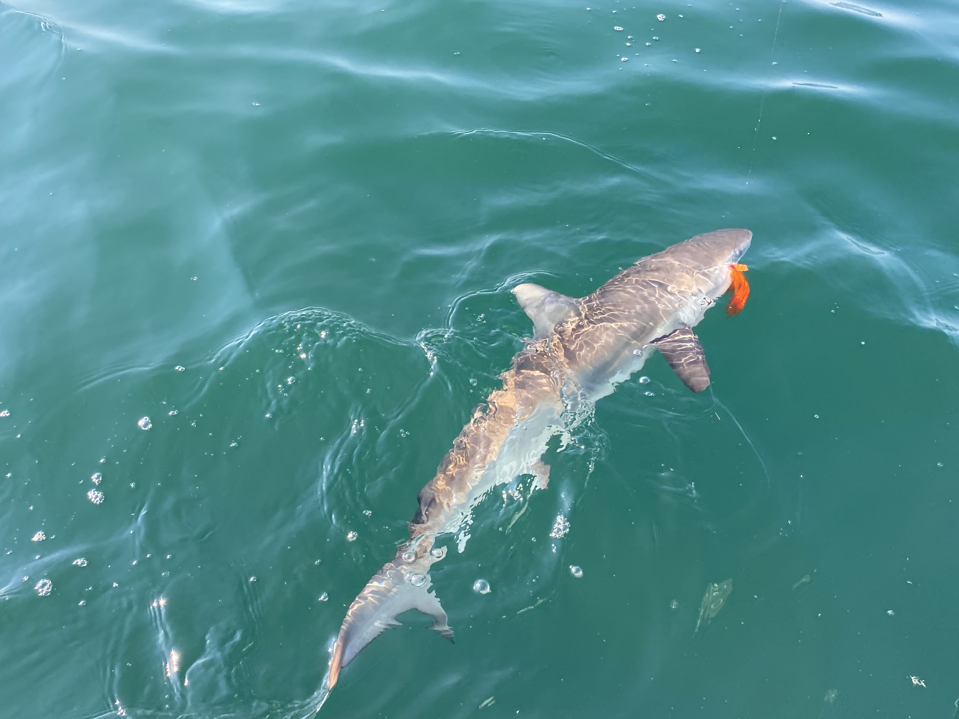 CATCHING SHARKS ON CRAB AND CRAYFISH FLIES