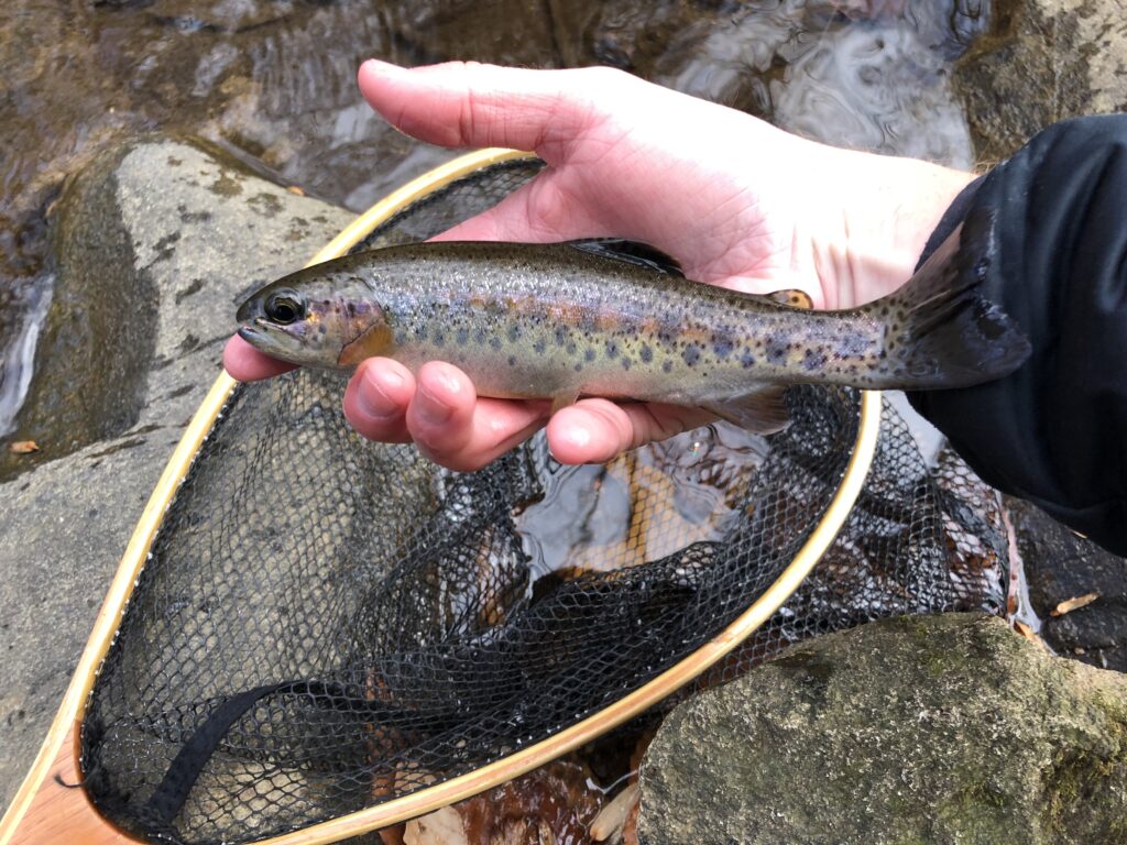 My Secret New Jersey Naturally Reproducing Trout Spot. Brook, and Brown  Trout 