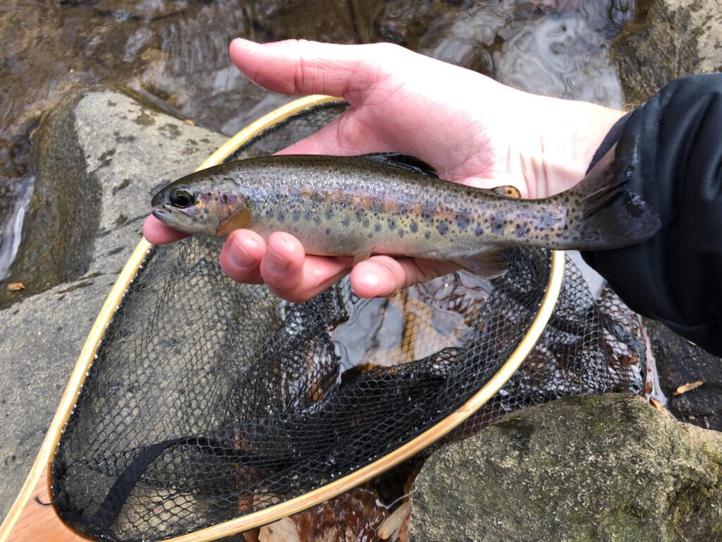 Trout Fishing Hotspots In The Garden State - Game & Fish