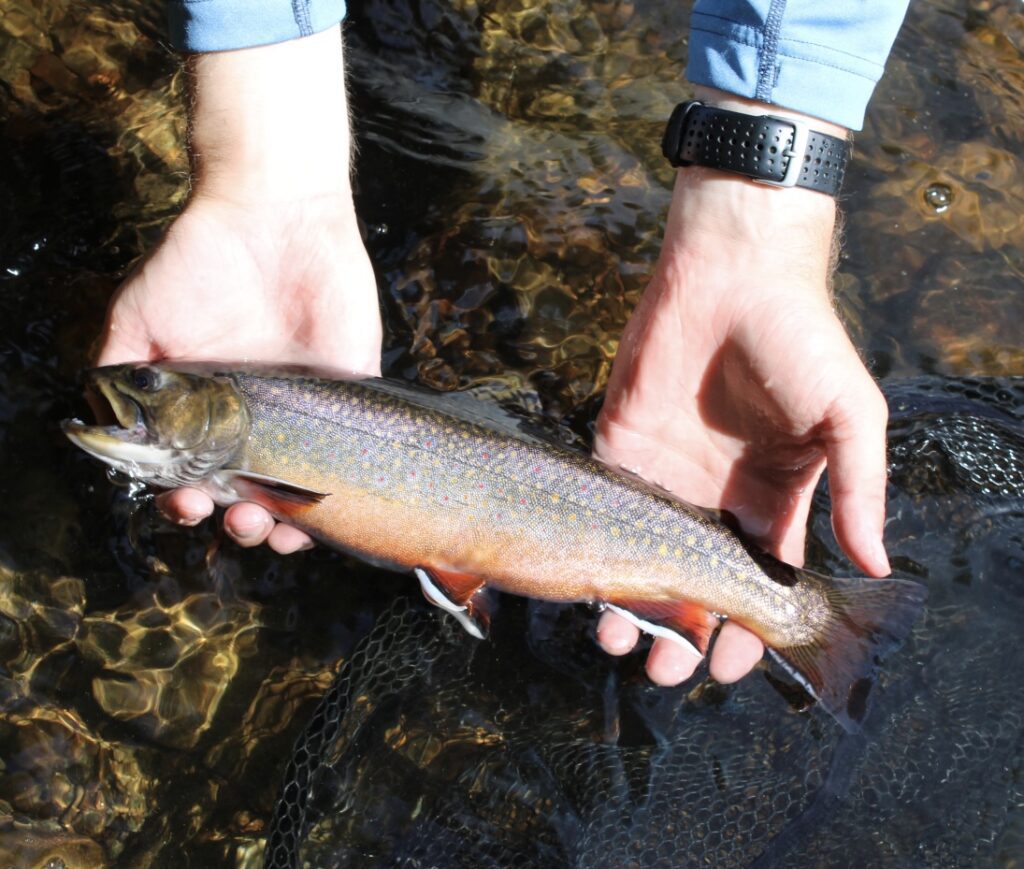 Steelhead trout facing an uphill battle