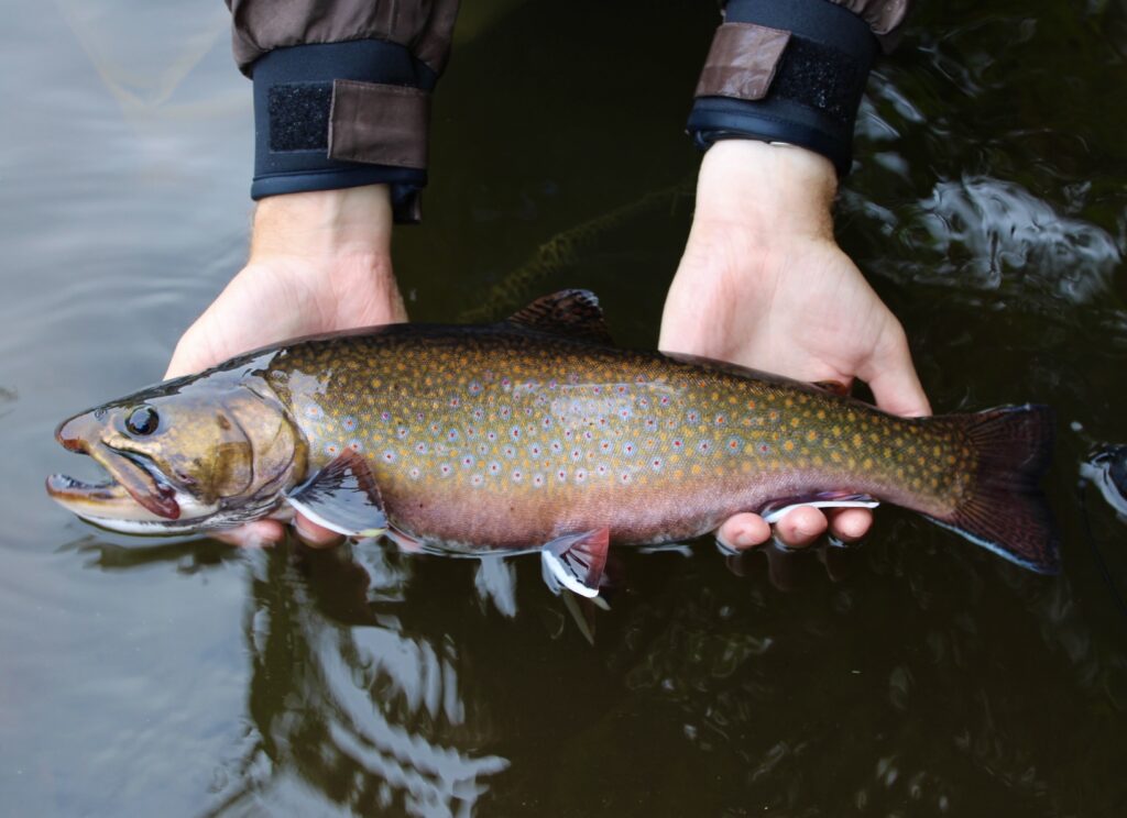 Steelhead trout facing an uphill battle