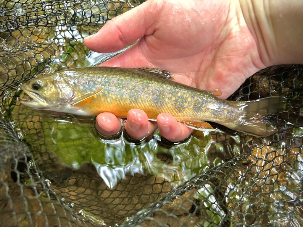 Brook Trout Pattern Fly Fishing Tee S / Pine